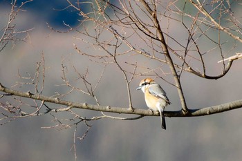 モズ 上堰潟公園 2020年3月3日(火)