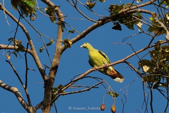 Grey-cheeked Green Pigeon Tangkoko NR(Indonesia Sulawesi Island) Mon, 8/12/2019