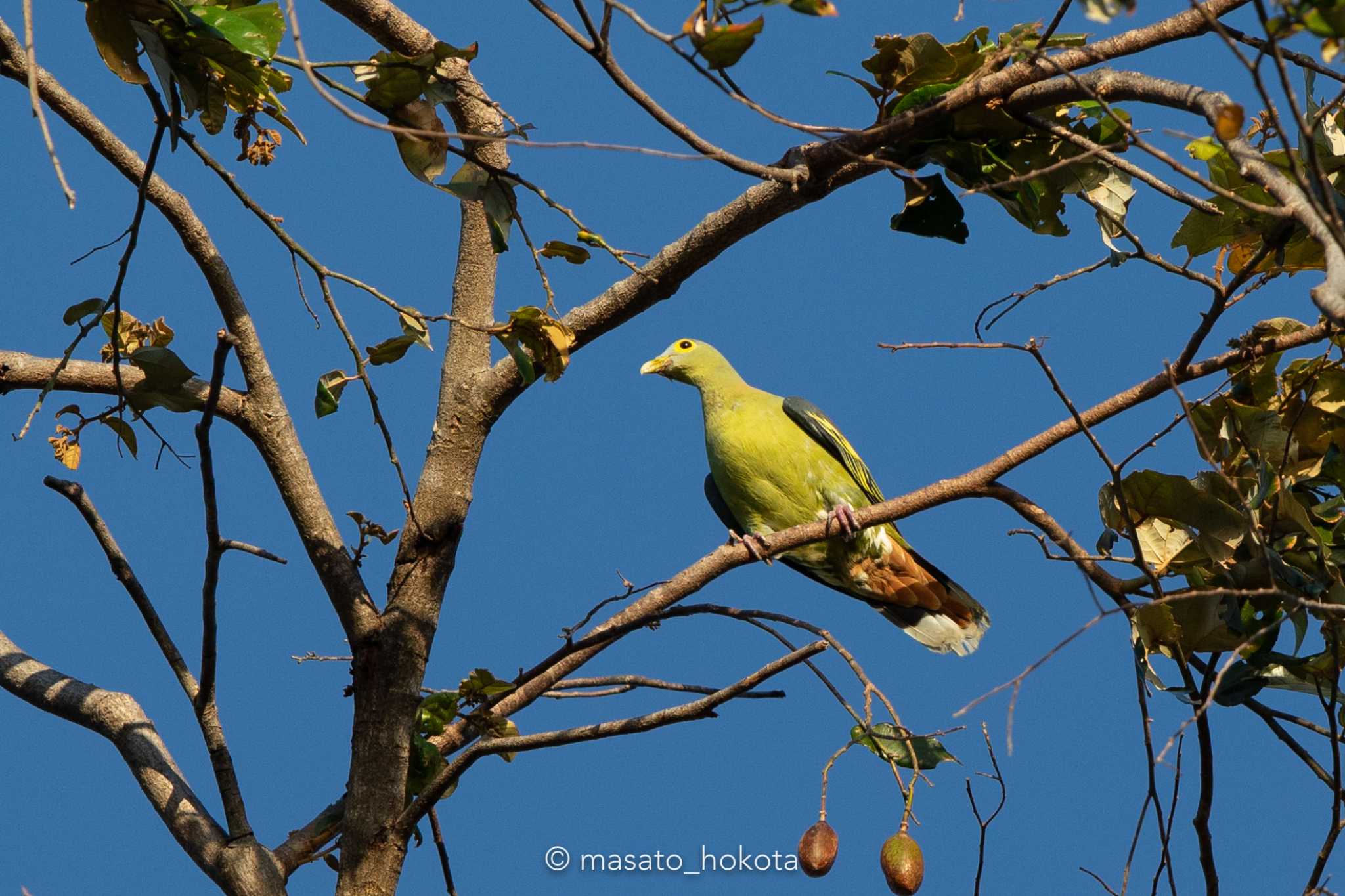 Photo of Grey-cheeked Green Pigeon at Tangkoko NR(Indonesia Sulawesi Island) by Trio