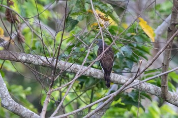 Sulawesi Goshawk Tangkoko NR(Indonesia Sulawesi Island) Wed, 8/14/2019