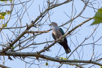 Green Imperial Pigeon Tangkoko NR(Indonesia Sulawesi Island) Mon, 8/12/2019