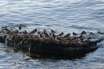 Dunlin 西宮市 Wed, 12/25/2019