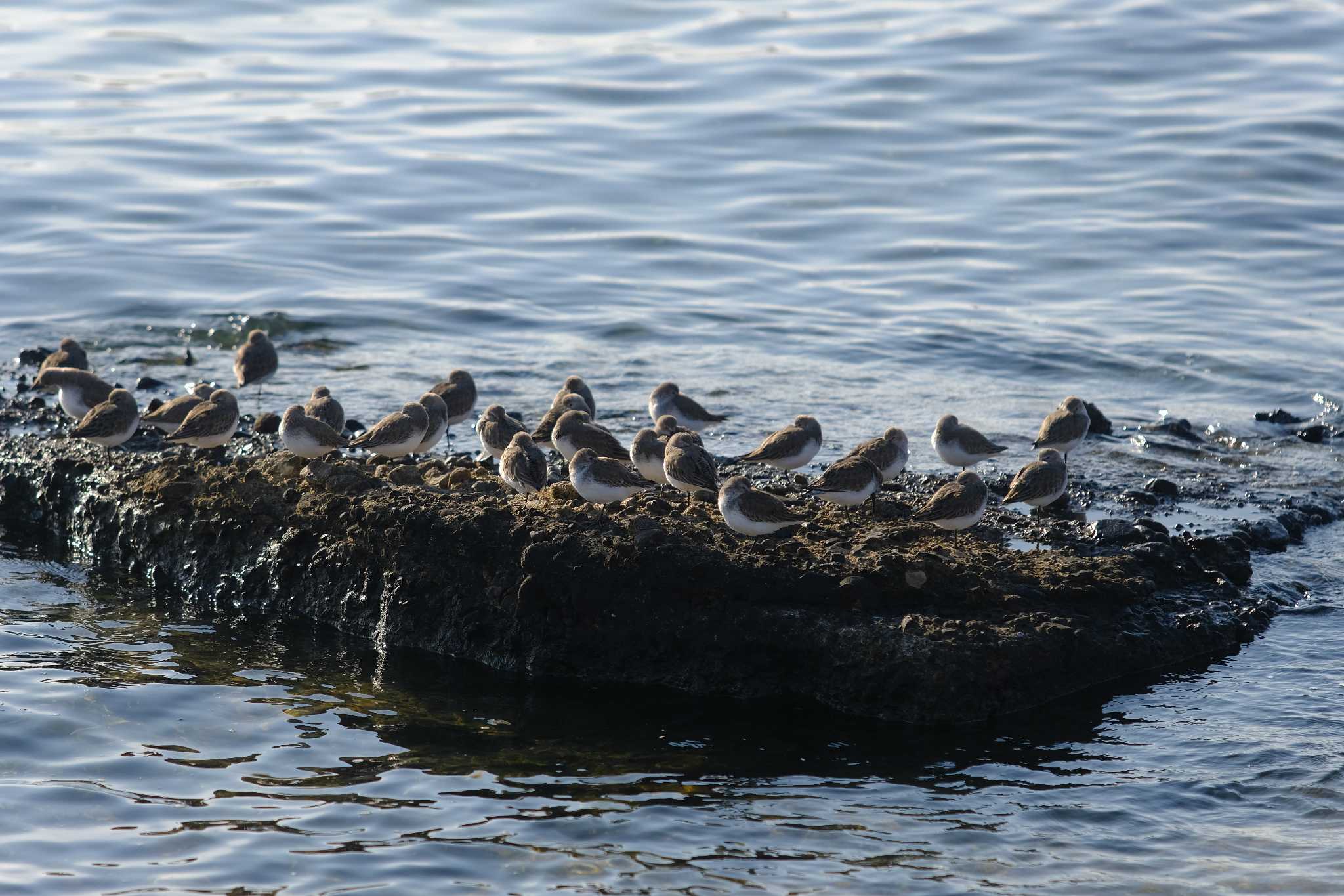 Photo of Dunlin at 西宮市 by アカウント4423