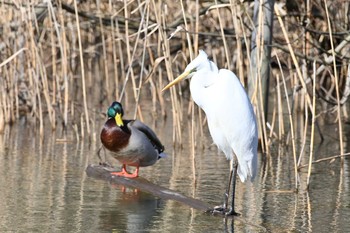 マガモ 舞岡公園 2020年2月27日(木)