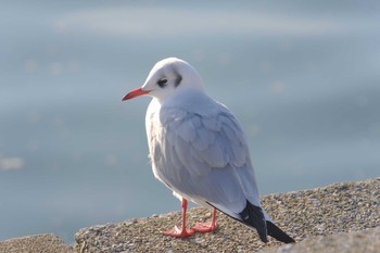 ユリカモメ 西宮市 2019年12月25日(水)