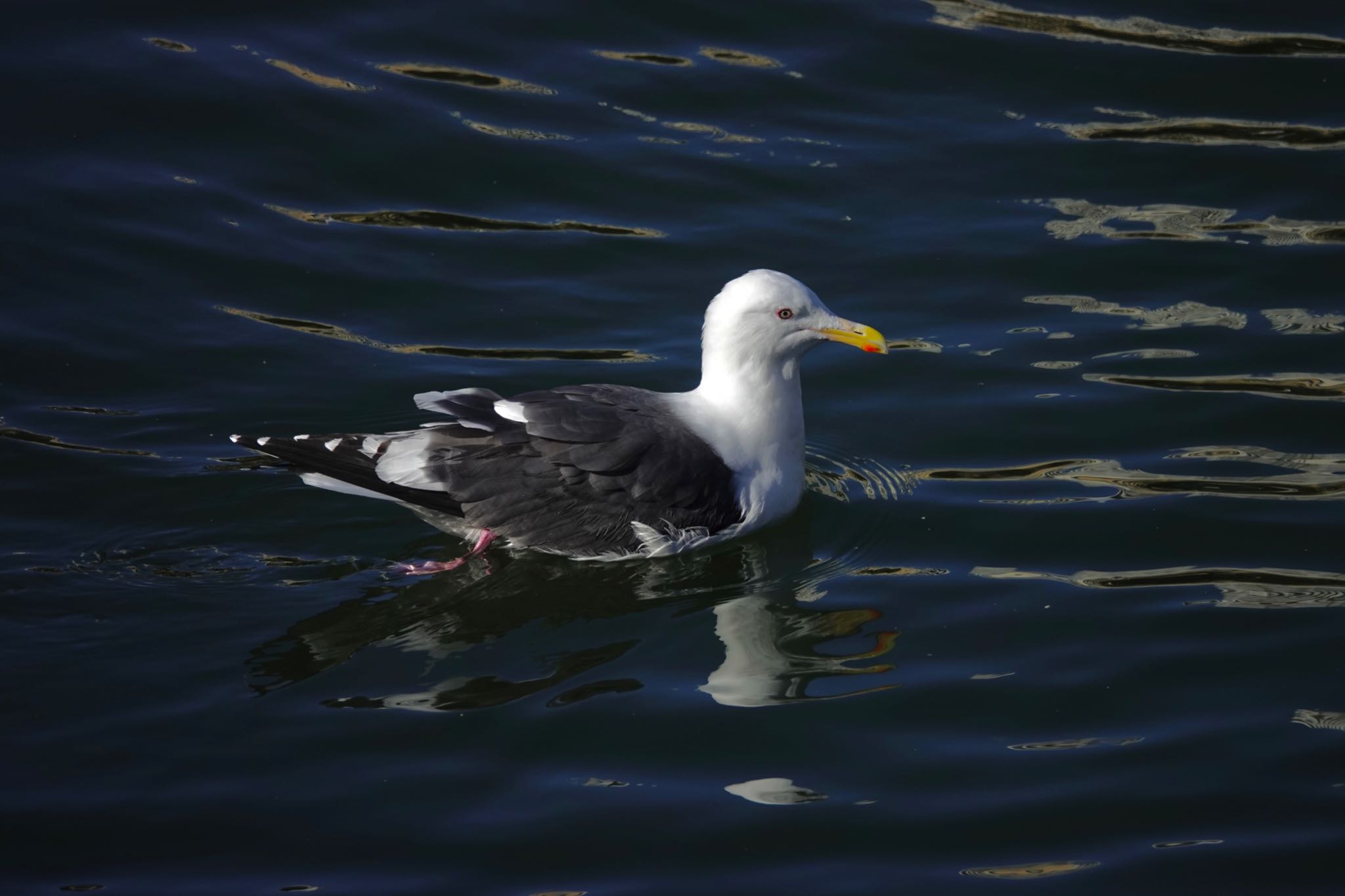 Photo of Slaty-backed Gull at 東京都 by のどか