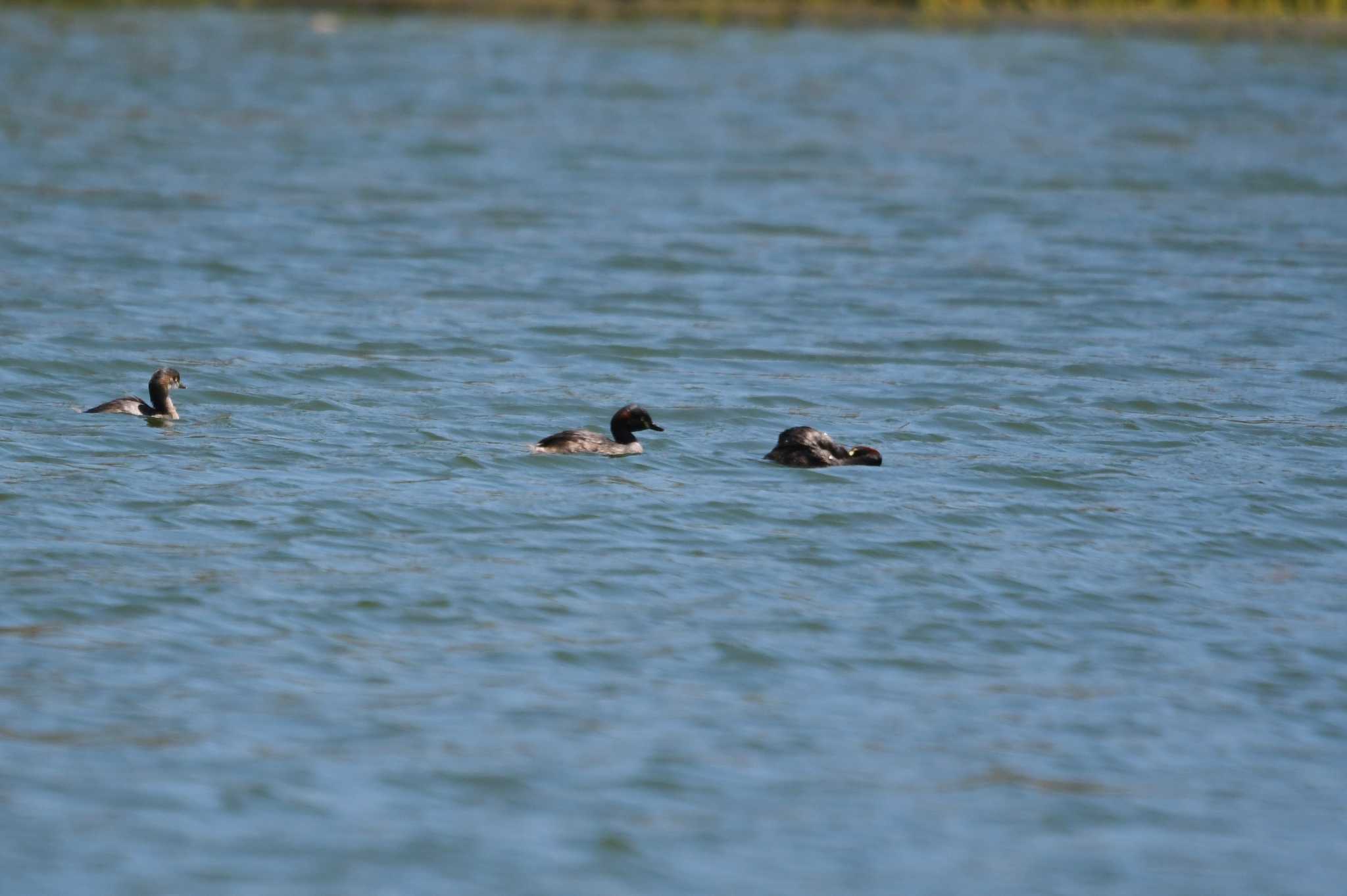 Photo of Australasian Grebe at Iron Range National Park by あひる