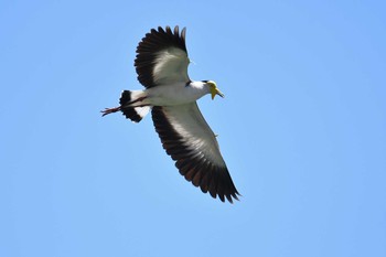 ズグロトサカゲリ アイアンレンジ国立公園 2019年10月15日(火)