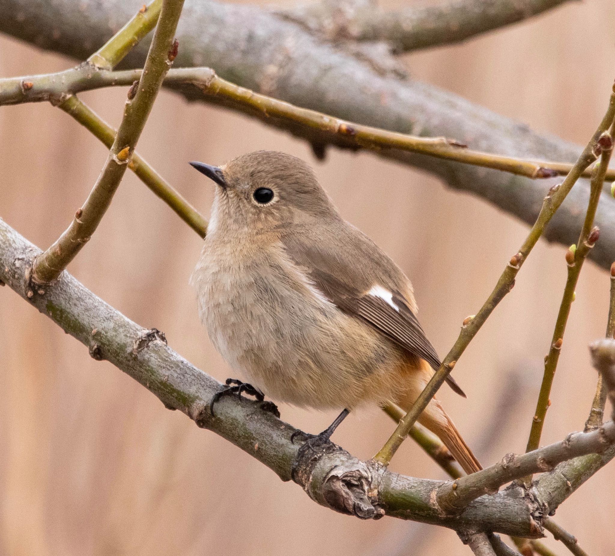 Photo of Daurian Redstart at 平城宮跡 by 鳥オヤジ