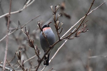 ウソ 箱根 2019年12月26日(木)