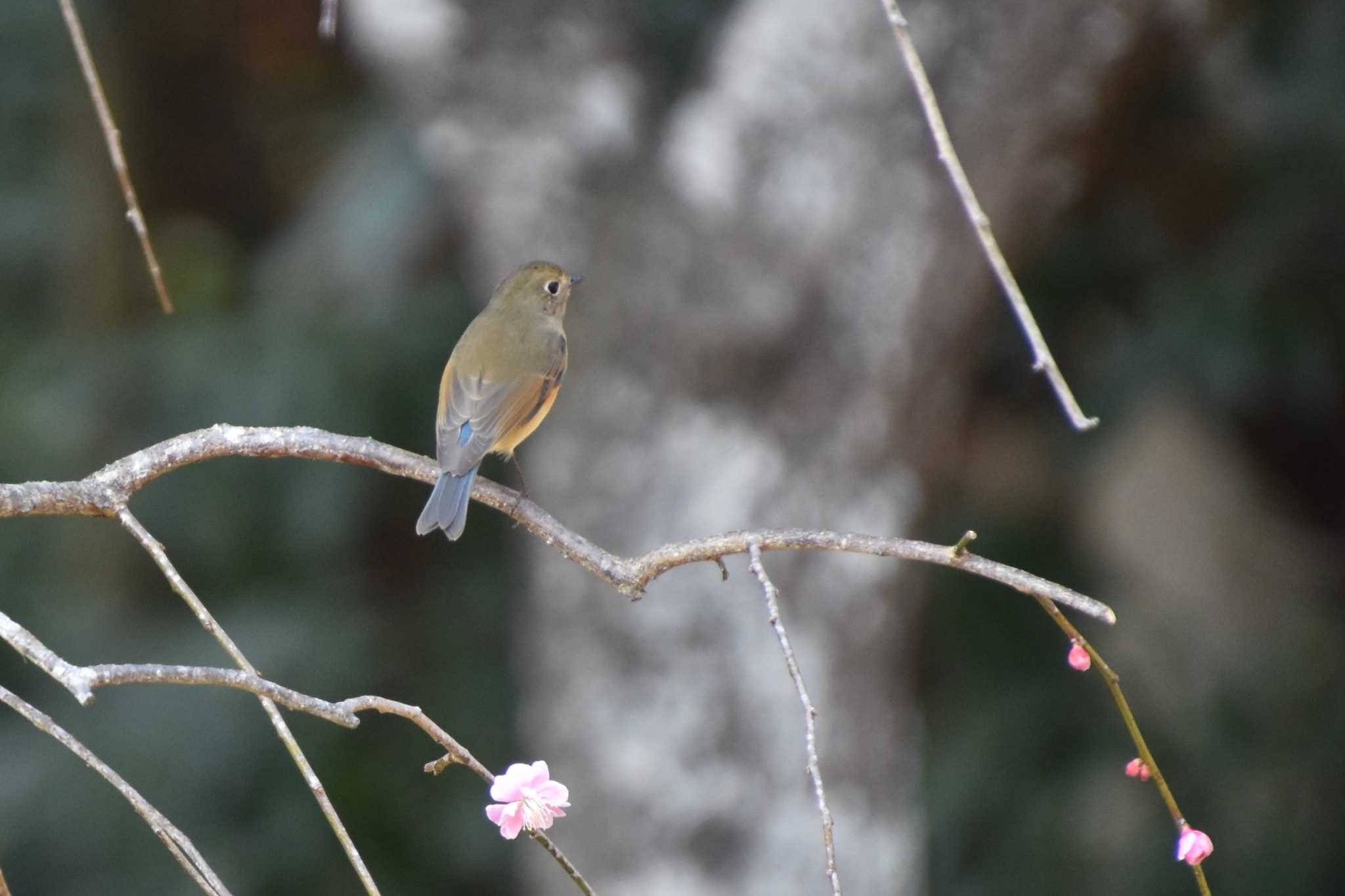 Photo of Red-flanked Bluetail at 千葉市泉自然公園 by AK1952