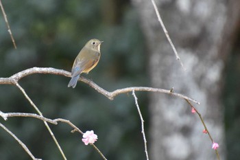 ルリビタキ 千葉市泉自然公園 2020年2月24日(月)