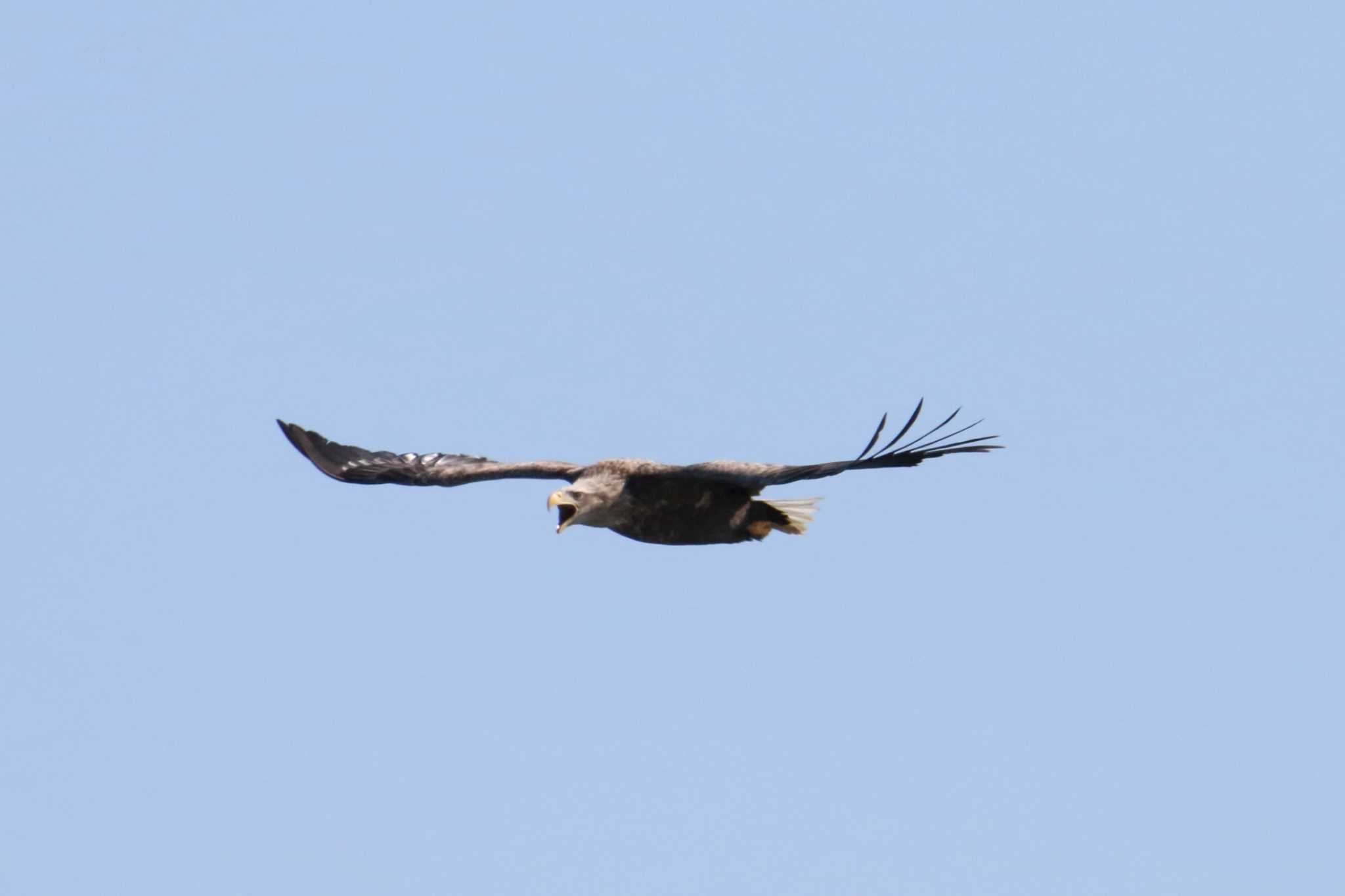 Photo of White-tailed Eagle at Notsuke Peninsula by マイク