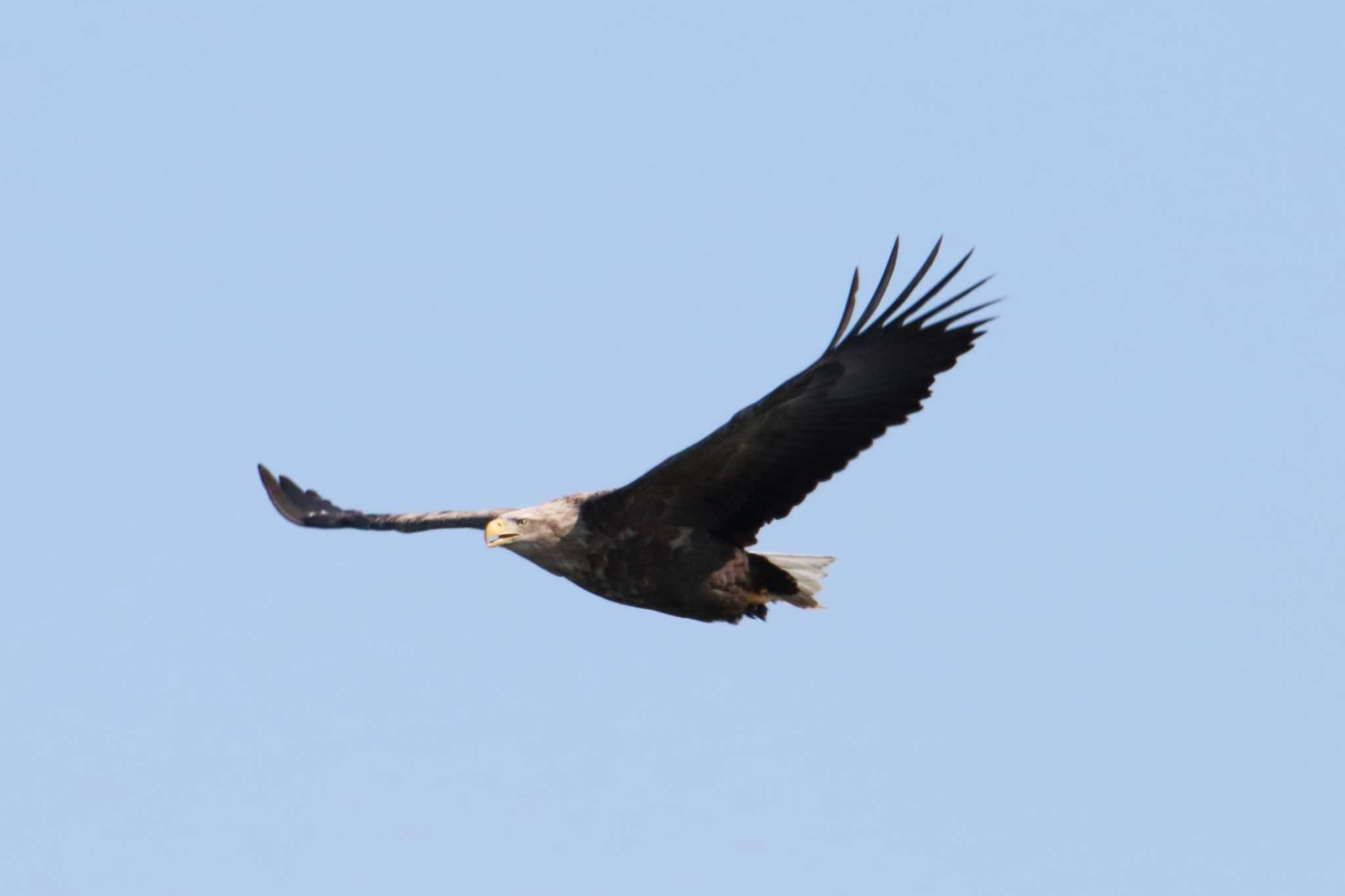 Photo of White-tailed Eagle at Notsuke Peninsula by マイク