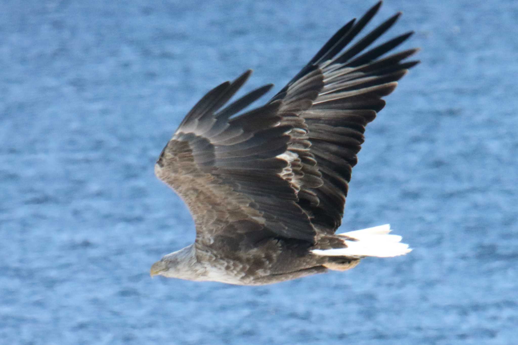 Photo of White-tailed Eagle at Notsuke Peninsula by マイク