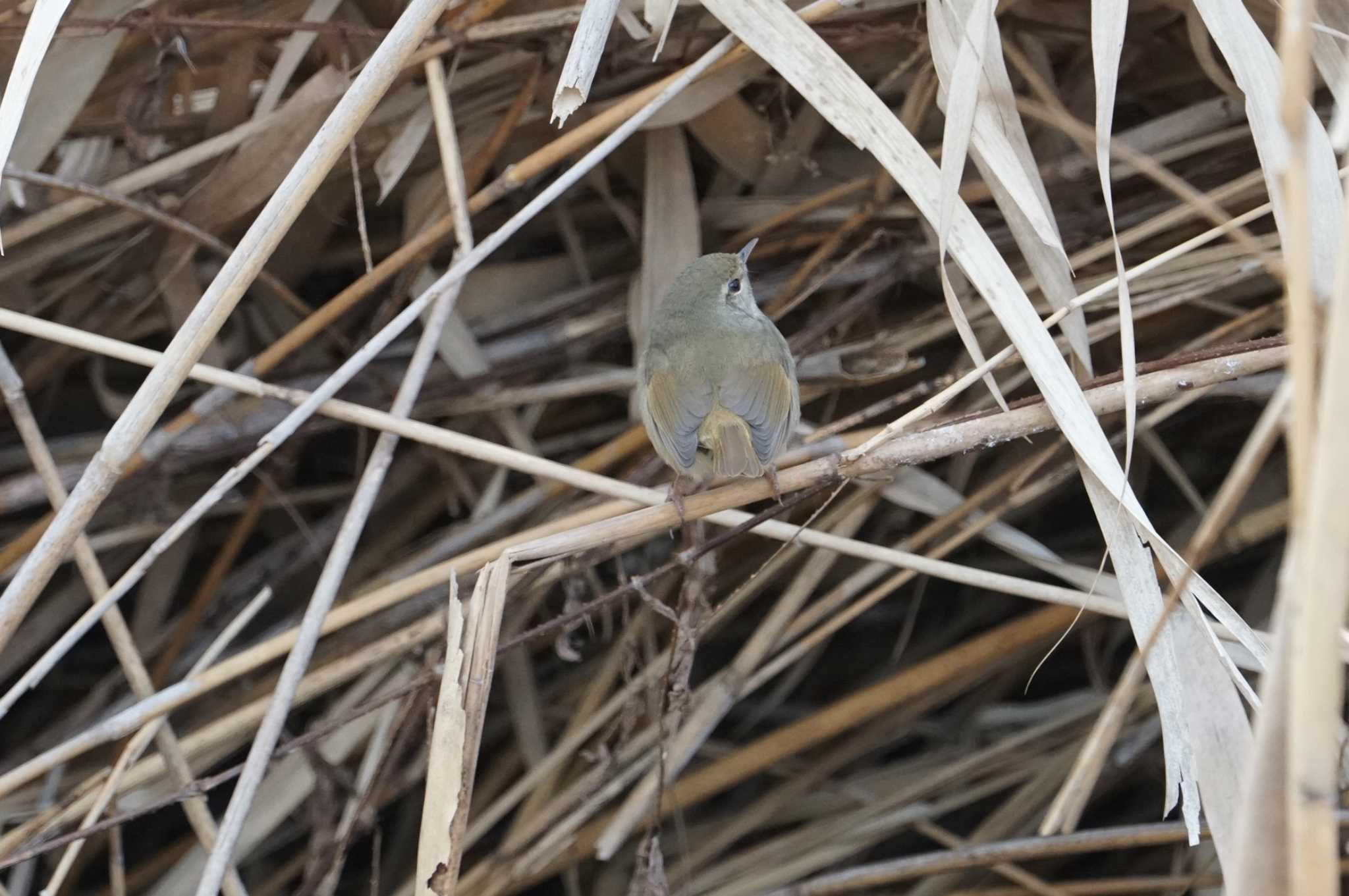 Japanese Bush Warbler