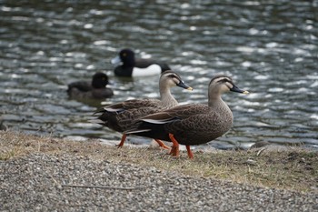 2020年3月11日(水) 昆陽池公園の野鳥観察記録