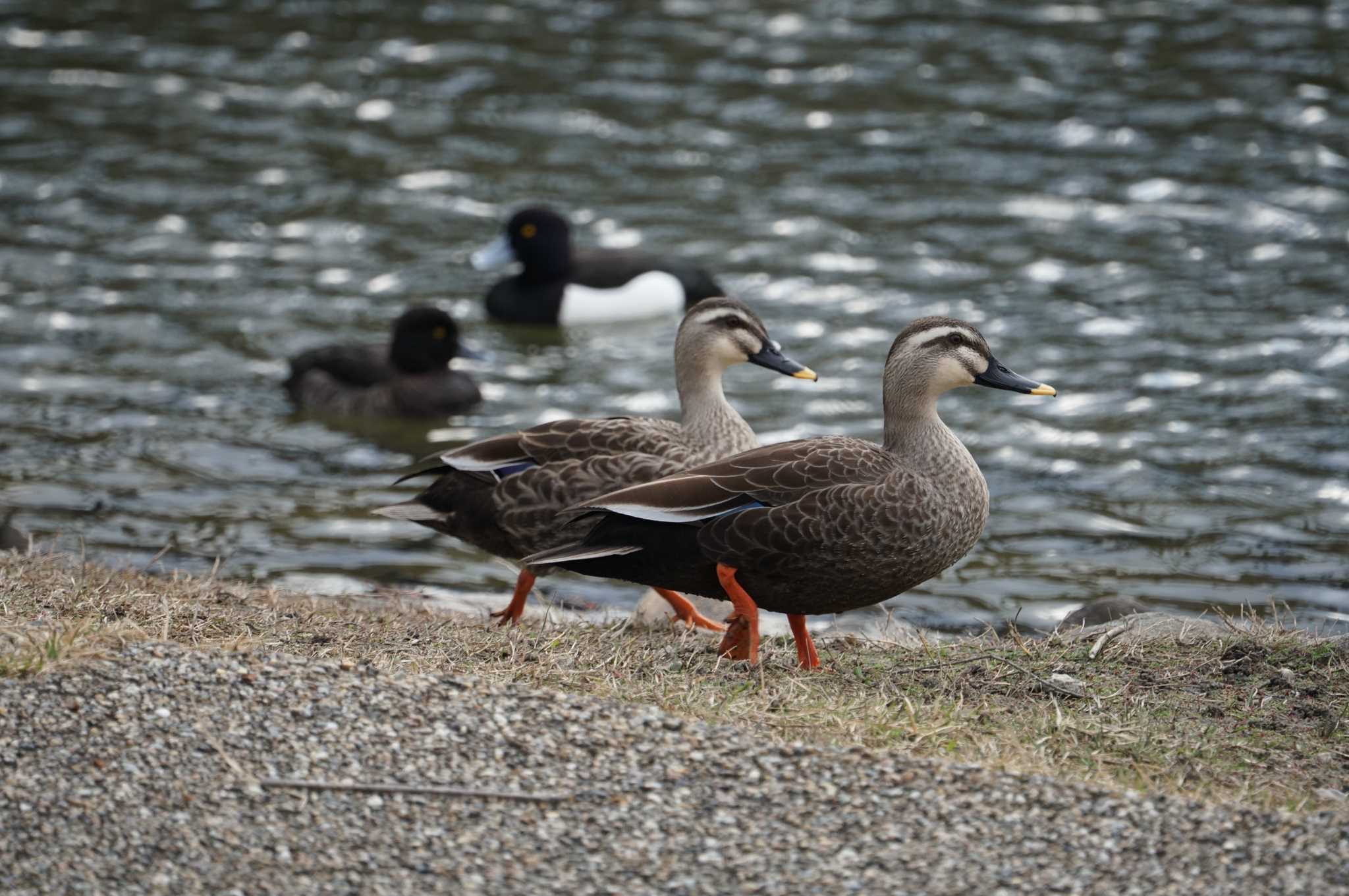 Eastern Spot-billed Duck