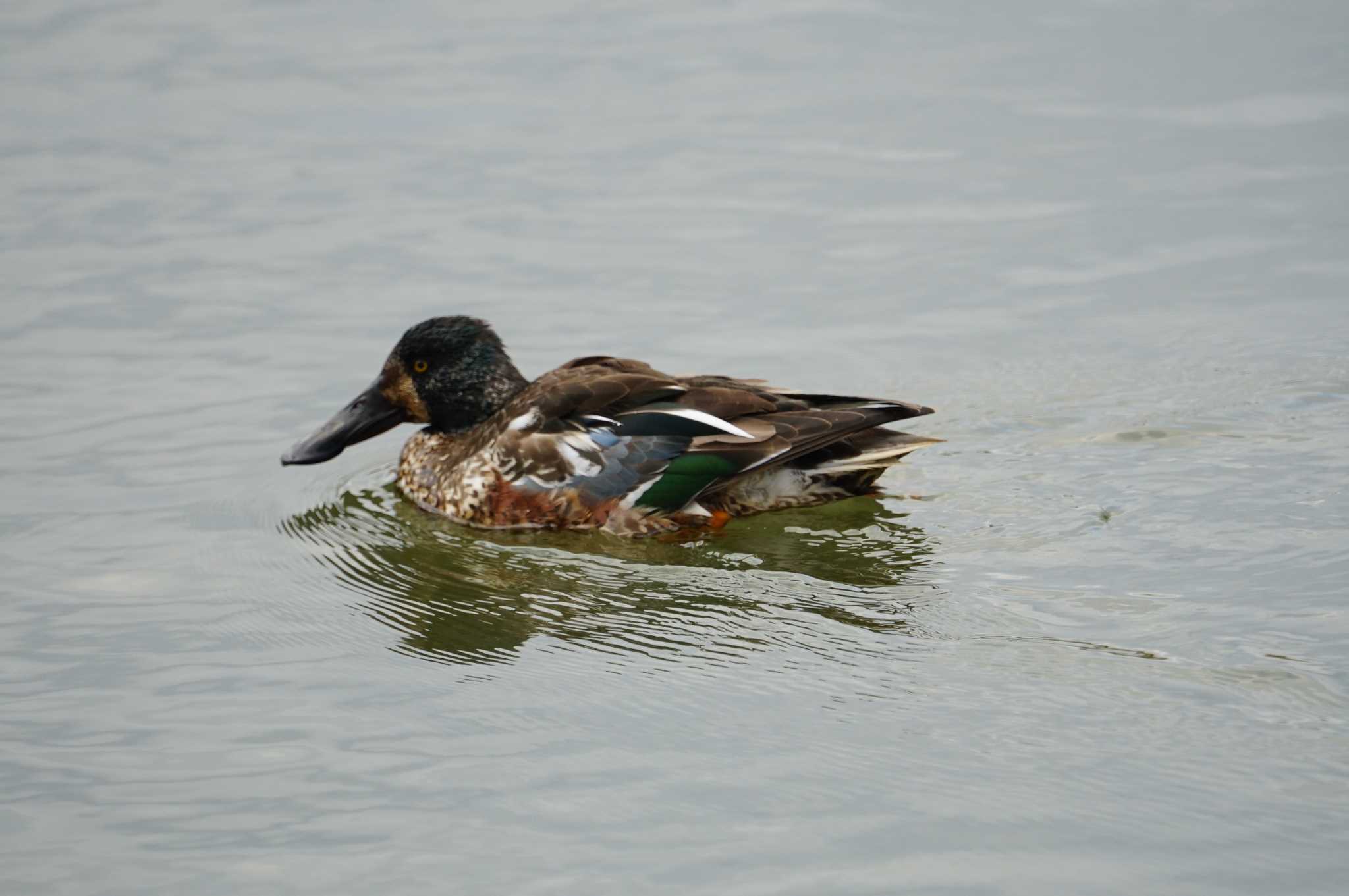 Northern Shoveler