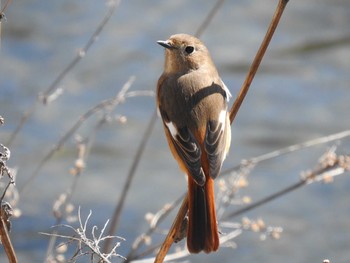 2020年3月12日(木) 高野川、京都の野鳥観察記録