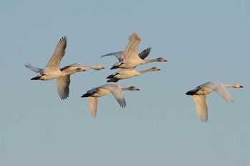 コハクチョウ 本埜村白鳥の郷 2016年1月20日(水)