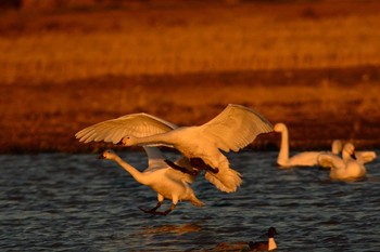 コハクチョウ 本埜村白鳥の郷 2016年1月20日(水)