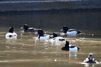 キンクロハジロ こども自然公園 (大池公園/横浜市) 2020年3月12日(木)