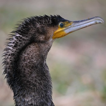 カワウ 舞岡公園 2020年2月22日(土)