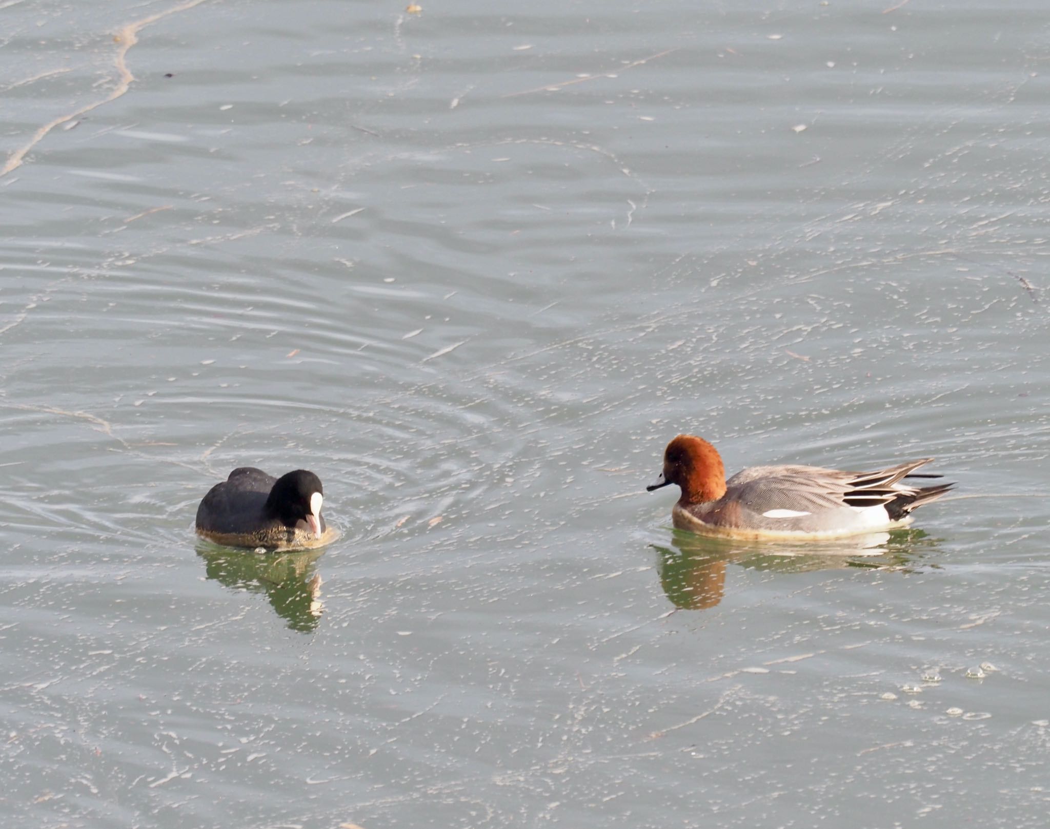 Photo of Eurasian Coot at 岡山後楽園 by okamooo