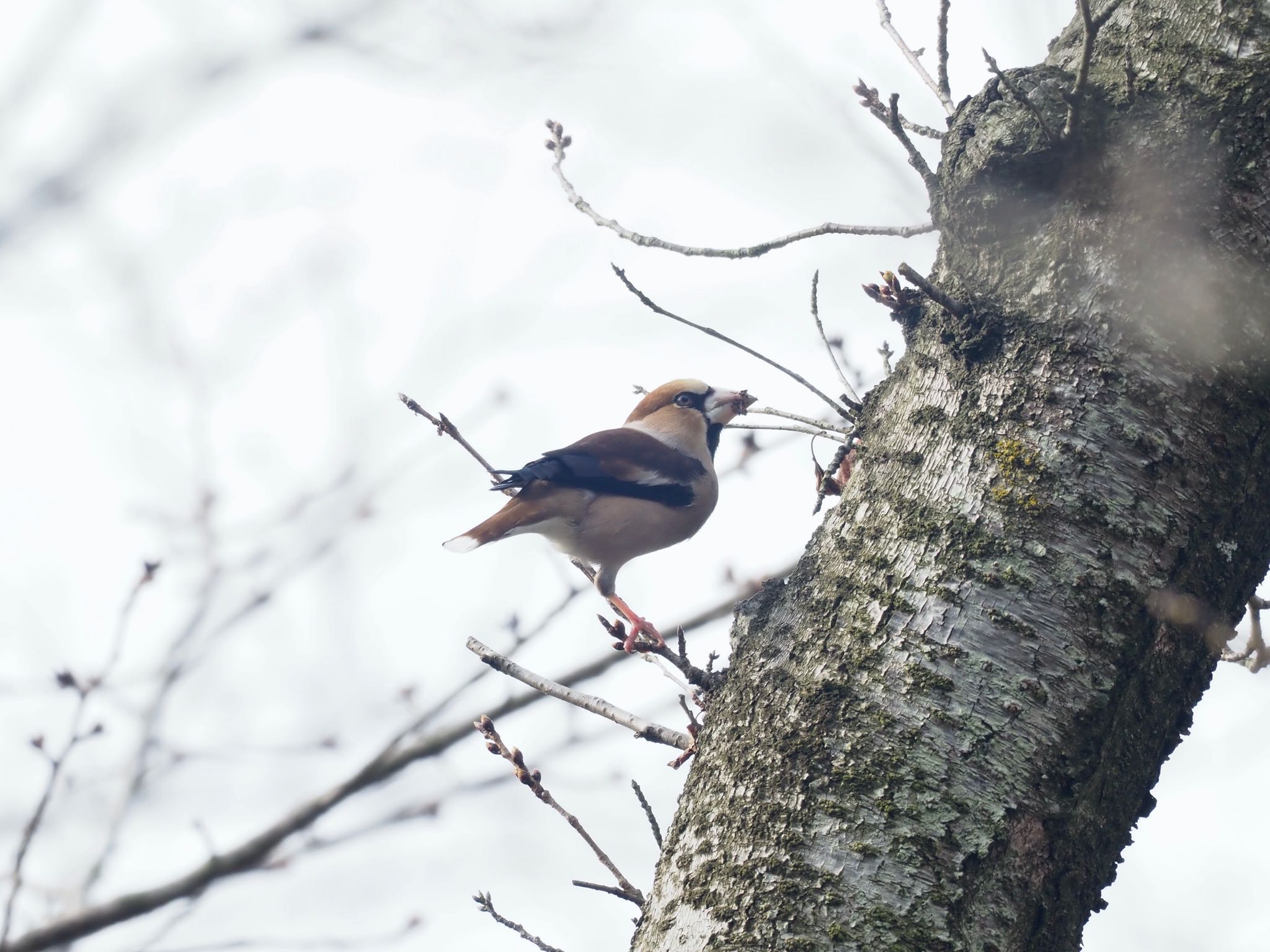 Hawfinch