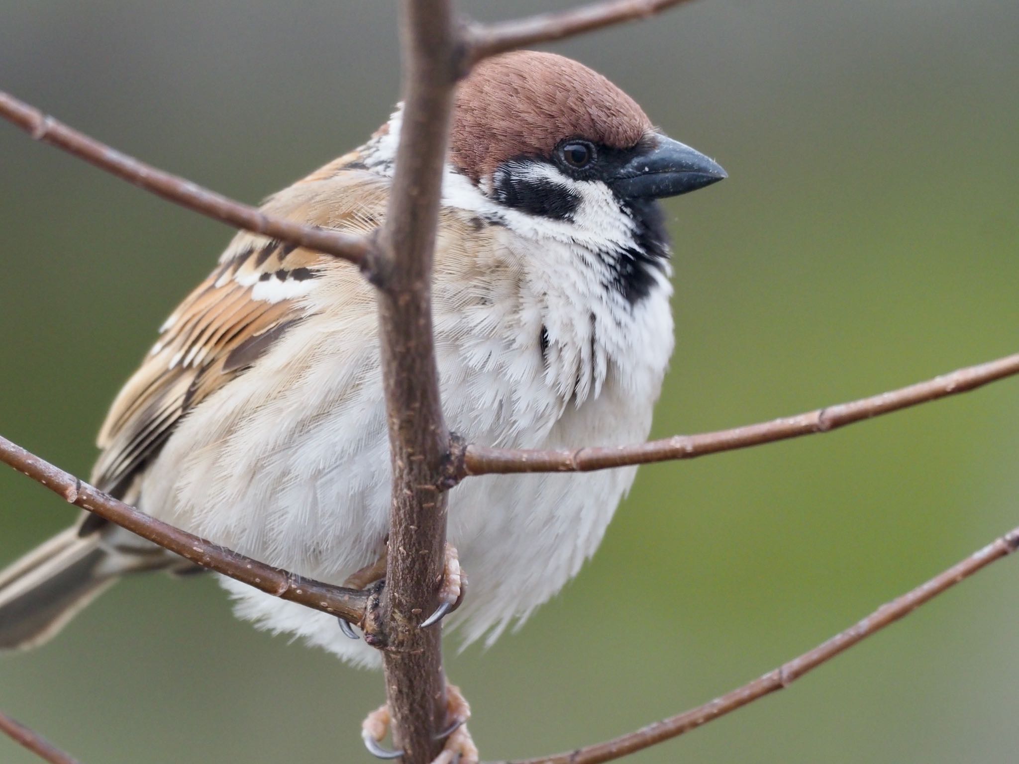 Photo of Eurasian Tree Sparrow at 岡山後楽園 by okamooo