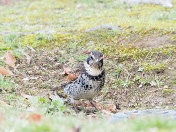 Dusky Thrush 岡山後楽園 Wed, 3/11/2020