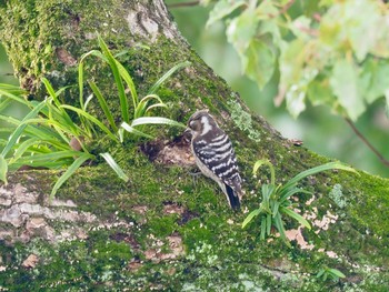 Japanese Pygmy Woodpecker 岡山後楽園 Wed, 3/11/2020