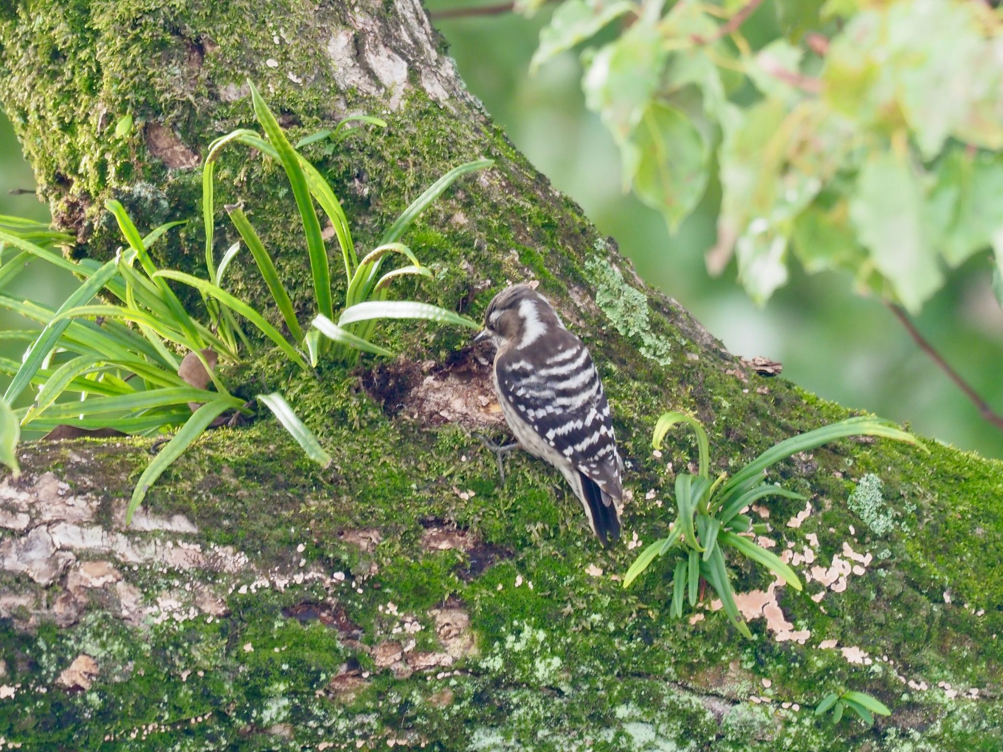 Photo of Japanese Pygmy Woodpecker at 岡山後楽園 by okamooo