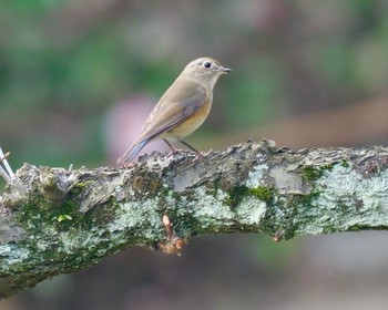 Red-flanked Bluetail 岡山後楽園 Wed, 3/11/2020