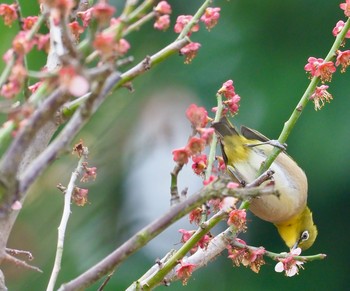 Warbling White-eye 岡山後楽園 Wed, 3/11/2020