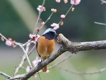 Daurian Redstart 岡山後楽園 Wed, 3/11/2020