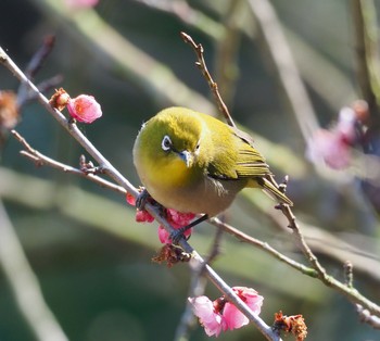 Warbling White-eye 岡山後楽園 Wed, 3/11/2020