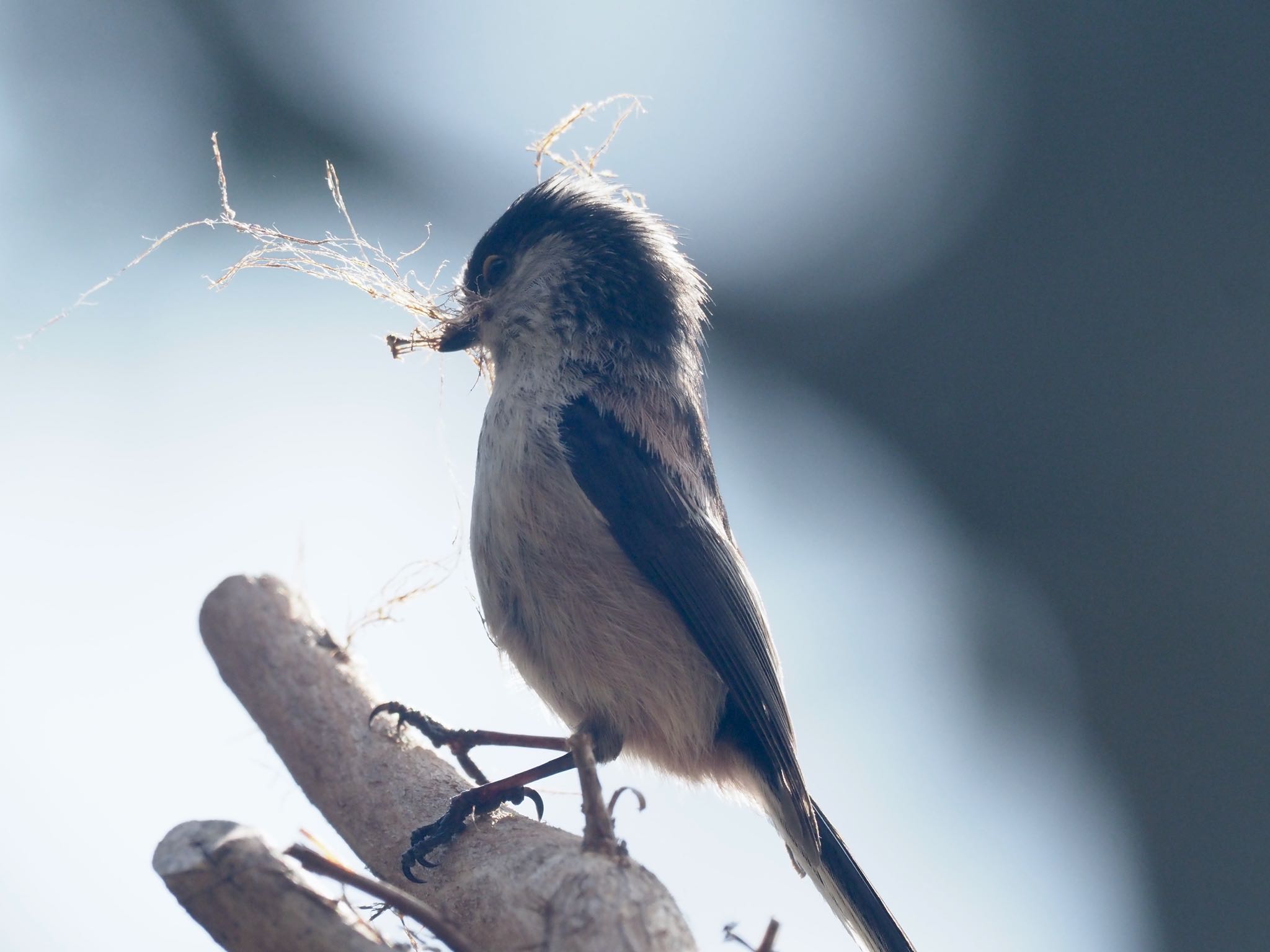 Long-tailed Tit