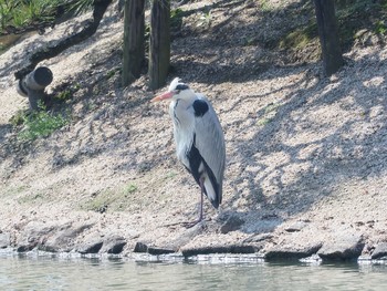 Grey Heron 岡山後楽園 Wed, 3/11/2020