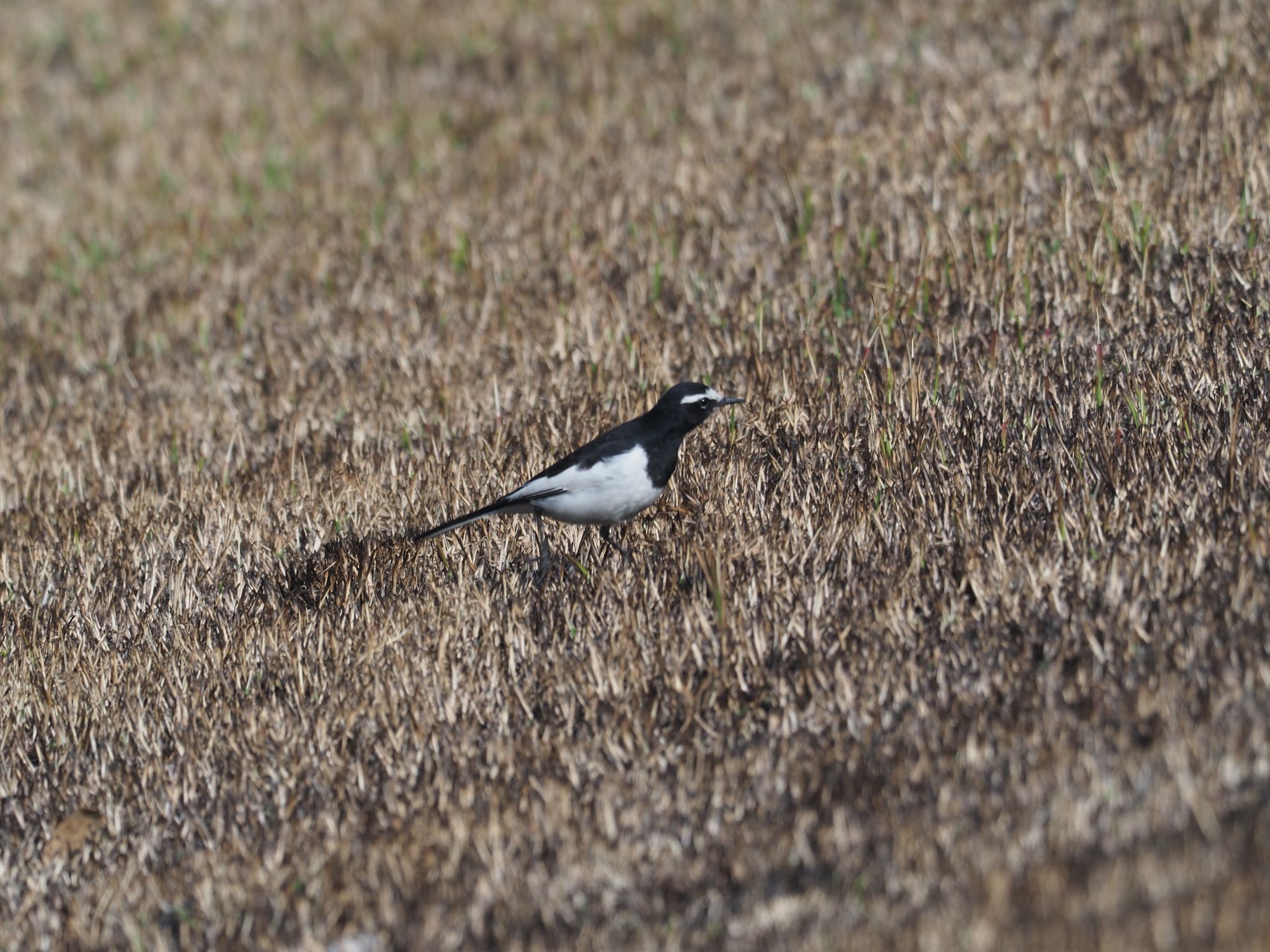 Photo of Japanese Wagtail at 岡山後楽園 by okamooo