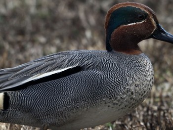 Eurasian Teal 岡山後楽園 Wed, 3/11/2020