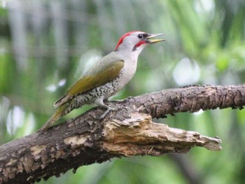 Japanese Green Woodpecker Inokashira Park Unknown Date