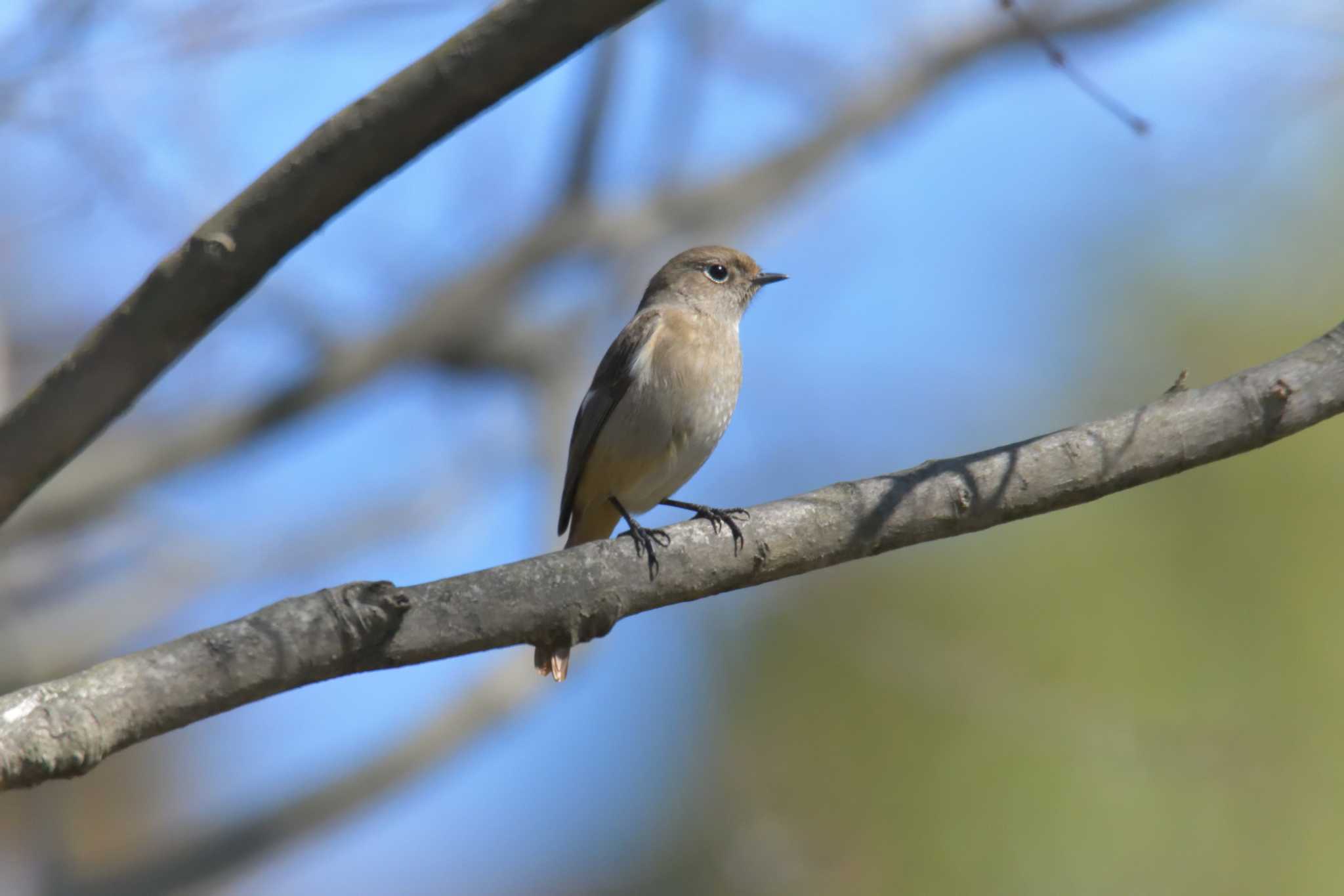 Photo of Daurian Redstart at 京都府立植物園 by masatsubo