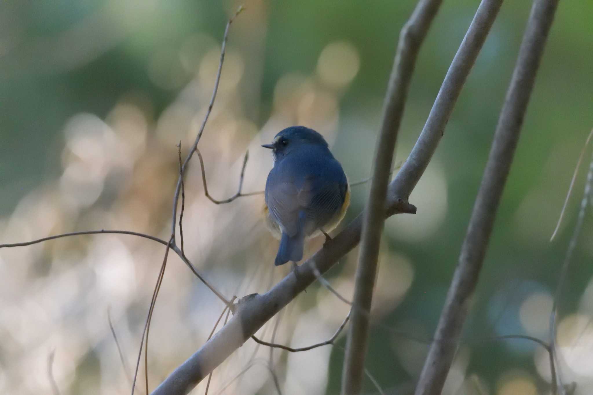 Photo of Red-flanked Bluetail at 京都府立植物園 by masatsubo