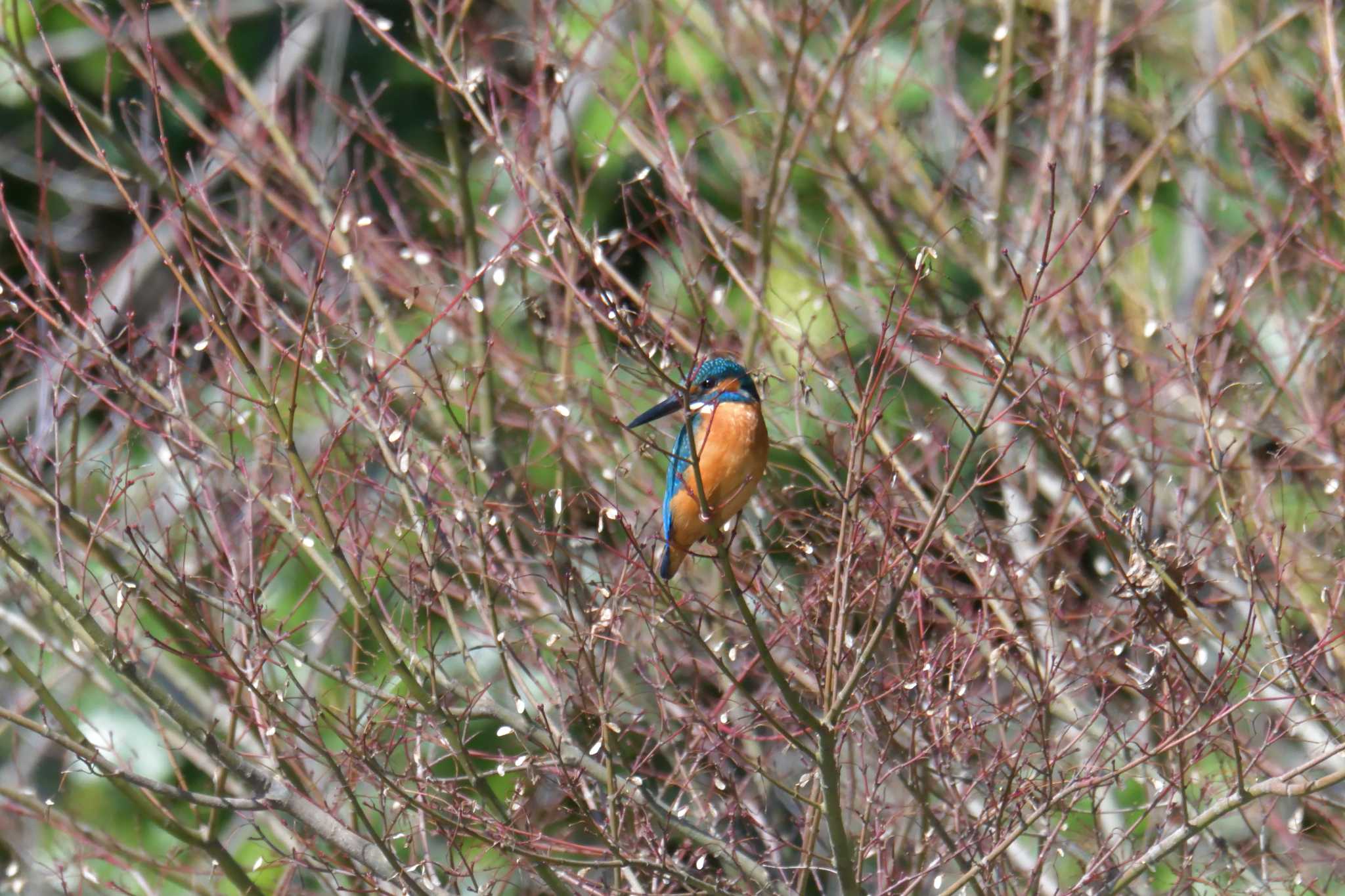 Photo of Common Kingfisher at 京都府立植物園 by masatsubo