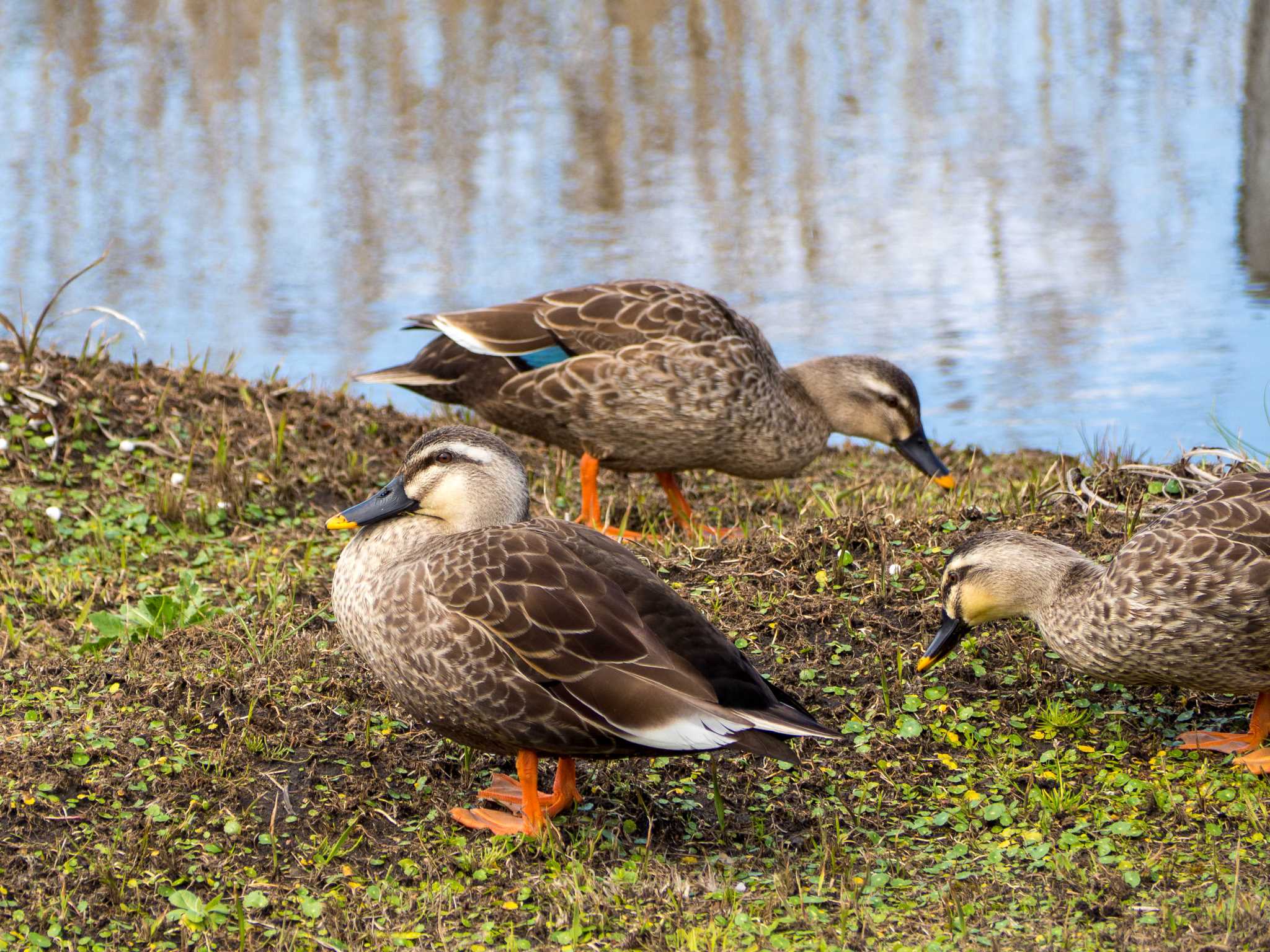 蟹ヶ谷公園 カルガモの写真 by Tosh@Bird