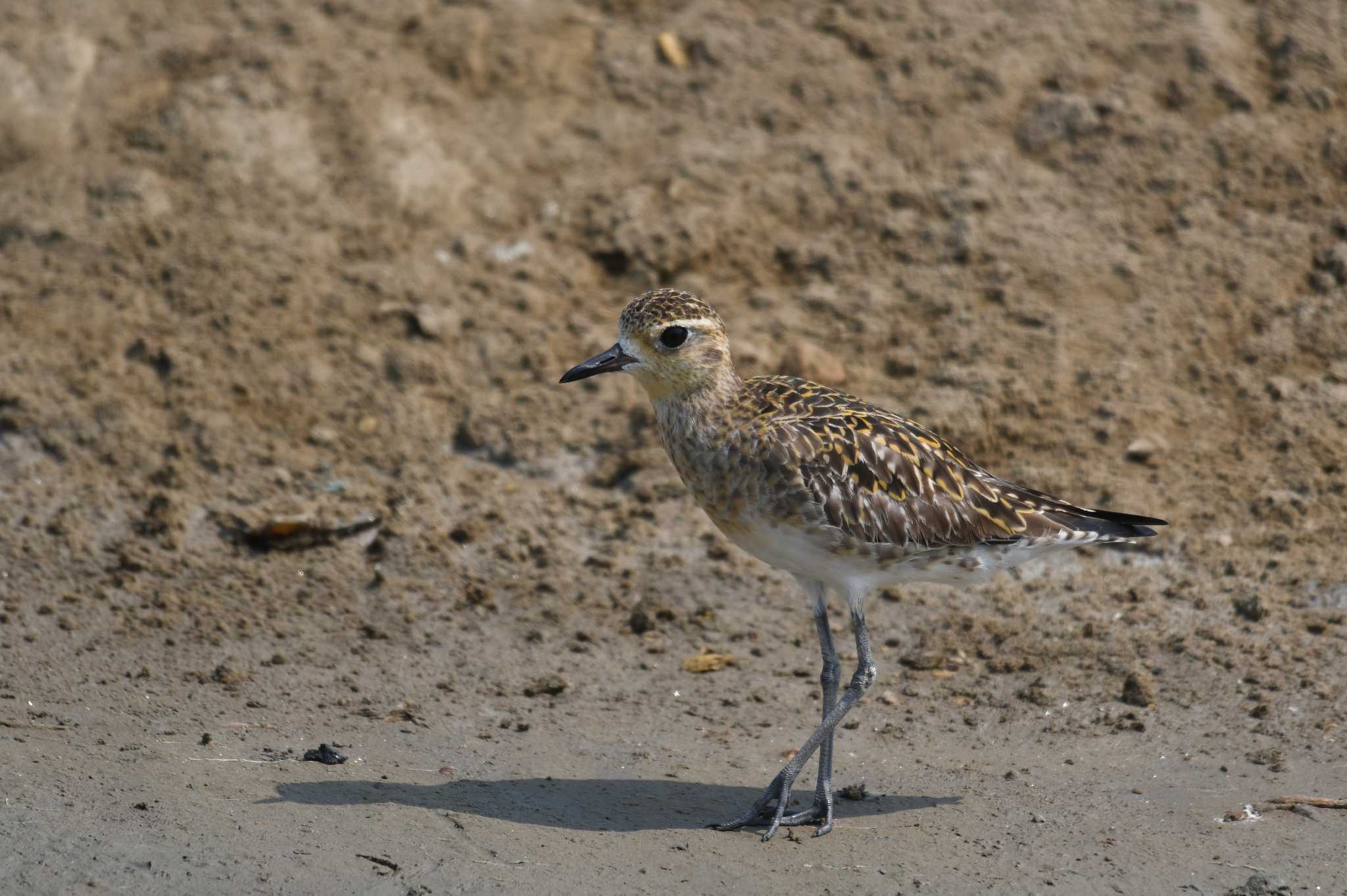 Pacific Golden Plover