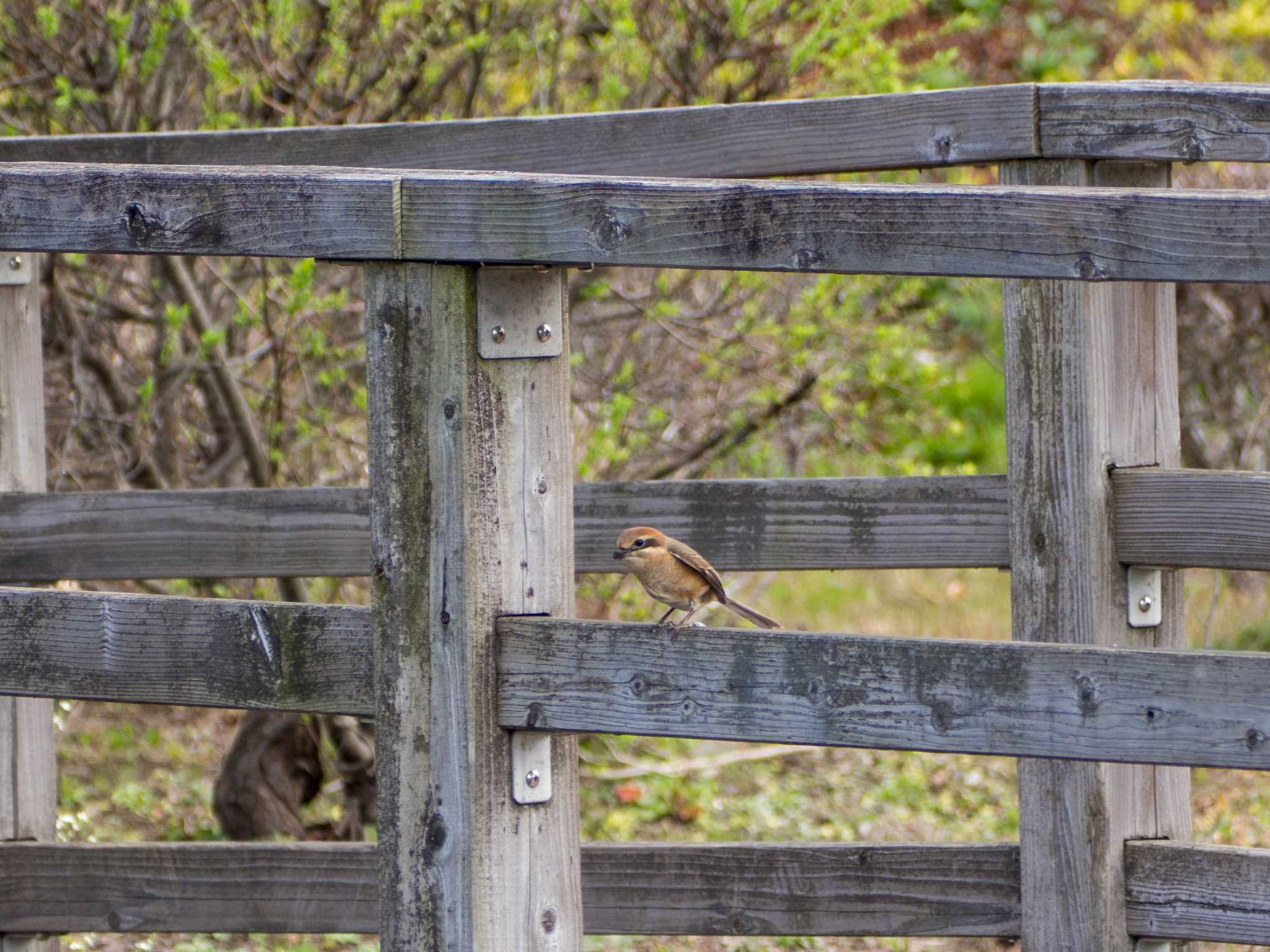 Bull-headed Shrike