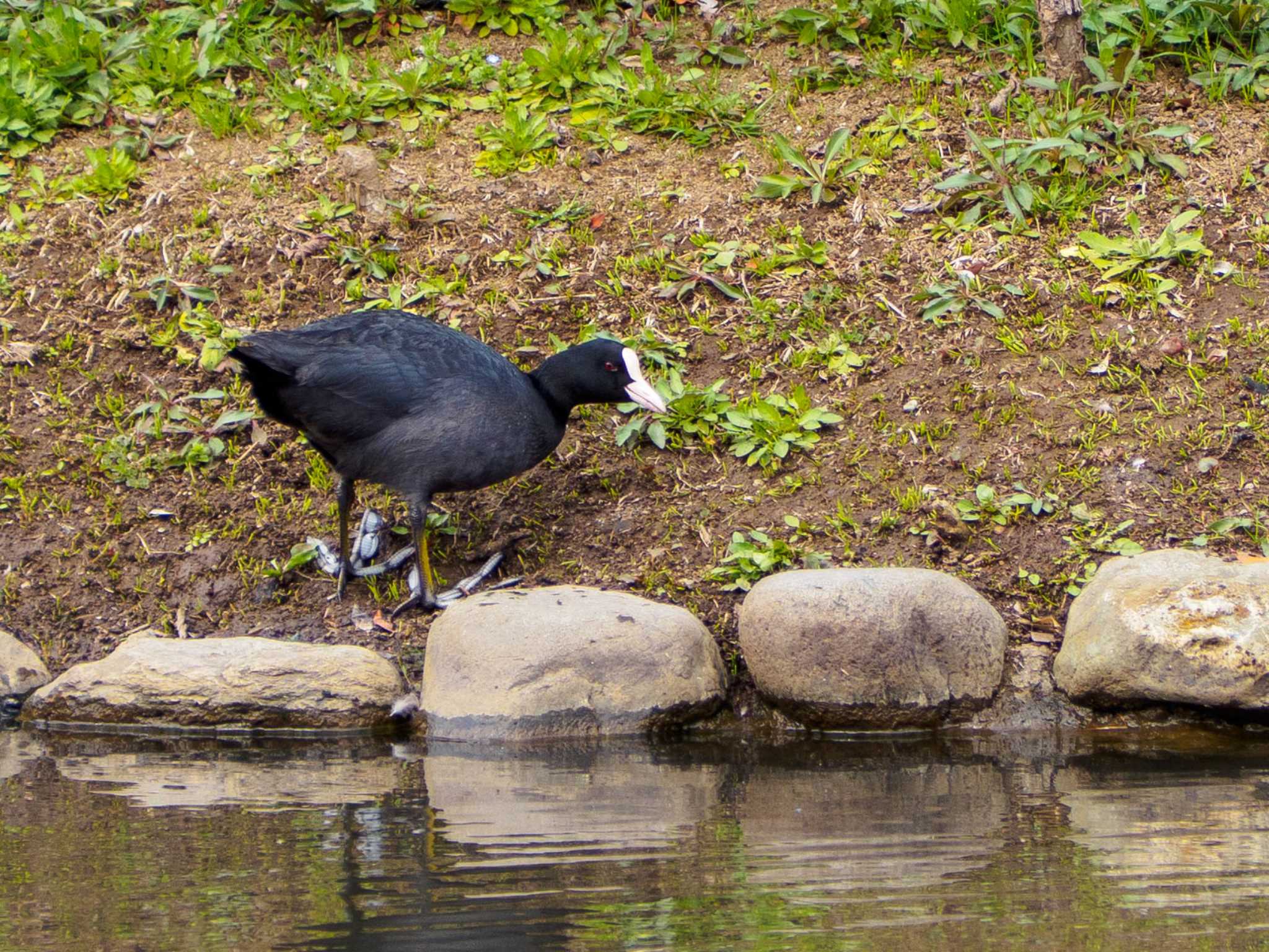 Photo of Eurasian Coot at 蟹ヶ谷公園 by Tosh@Bird
